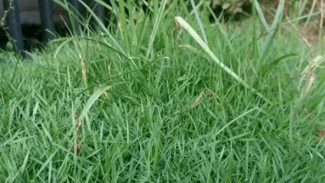 Cairan Ajaib Ini Bisa Mematikan Pohon Besar Tanpa Bor, Tebang, atau Cabut Akar