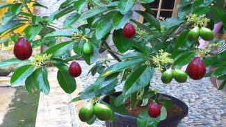 Trik Pangkas Cabang agar Pohon Alpukat Pendek dan Buahnya Melimpah