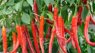 Cuma Kentang & Air Beras! Pupuk Alami Ini Bikin Tanaman Cabai Subur dan Berbuah Lebat