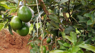 Trik Bikin Pohon Alpukat Pendek Tapi Berbuah Lebat, Panen Jadi Lebih Mudah