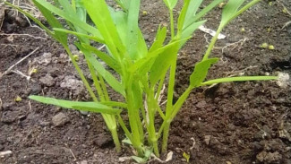 Gak Perlu Beli Bibit! Cara Mudah Tanam Kangkung dari Batang, Panen Cepat di Rumah