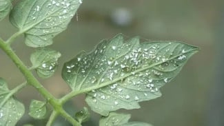 Basmi Kutu Daun & Kebul: Resep Alami Ampuh untuk Tanaman Sehat!