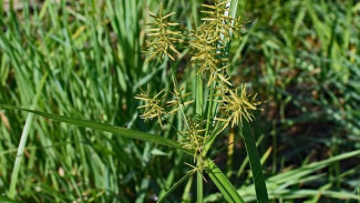 Resep Herbisida Buatan Sendiri, Cuma Rp10 Ribu tapi Lebih Ampuh dari Produk Komersial!