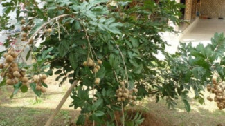 Solusi Ampuh! Bikin Kelengkeng Berbuah Meski Cuaca Tak Bersahabat