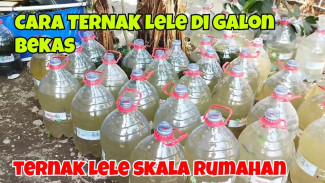 Modal Minim, Untung Maksimal! Cara Budidaya Lele di Galon yang Bikin Tetangga Iri