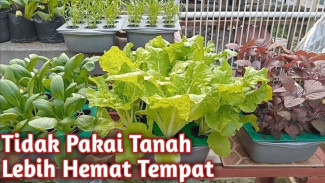 Cara Mudah Bikin Hidroponik di Rumah, Tanpa Tanah dan Hemat Biaya