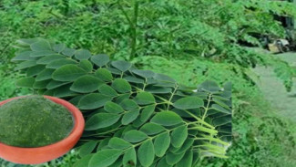 Solusi Murah tapi Powerfull: Kenali Khasiat Daun Kelor untuk Si Kecil