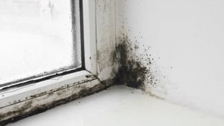 Black Mold di Rumah? Ini Dampak Buruknya dan Solusi yang Bisa Kamu Lakukan