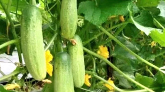 Panduan Menanam Timun Baby Organik di Rumah dengan Galon Bekas, Mudah untuk Pemula