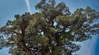 Tanaman Favorit Ular: Kenali Jenis ini Sering Jadi Tempat Persembunyian