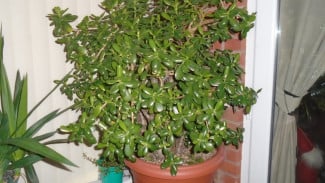 Rumah Lebih Beruntung dengan 7 Tanaman Ini, Simbol Keberhasilan dari Berbagai Budaya!