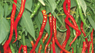 Cara Ampuh Pulihkan Daun Cabe Keriting dengan Bahan Murah dari Rumah!