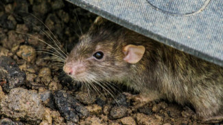 Bahaya Virus Hanta dari Tikus, Begini Langkah Menghindarinya di Rumah Anda