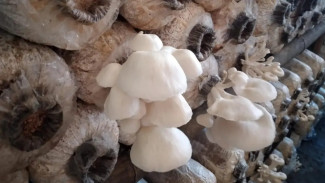 Panduan Lengkap Budidaya Jamur Tiram di Rumah, Usaha Rumahan Menjanjikan