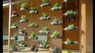 Tak Perlu Beli Pot Mahal, Cukup Gunakan Botol Plastik Bekas dengan Trik Ini!