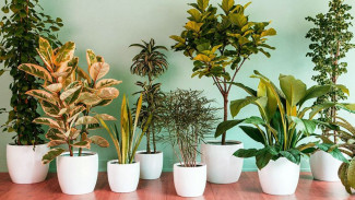 10 Tanaman Hias Bandel yang Cocok untuk Rumah Sempit, Cantik & Anti Ribet!