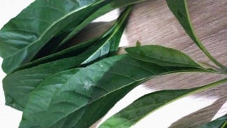 10 Obat Herbal Paling Ampuh untuk Menurunkan Kolesterol Secara Alami dan Aman