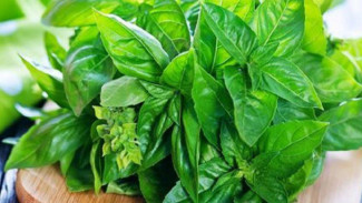 Daun Kemangi Ternyata Bisa Turunkan Gula Darah, Tekanan Darah, dan Lebihnya!