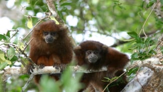 Kiamat Sudah Dekat? Fenomena Monyet Mati Massal dan Kelelawar Berjatuhan Gegerkan Dunia
