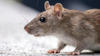 Rumah Bebas Tikus? Coba Tips Jitu Ini untuk Usir dan Hindari Masuknya Lagi!