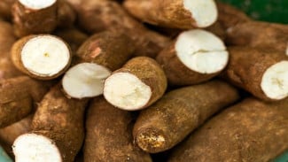 Makanan Murah Meriah, Manfaatnya Mewah! Rahasia Sehat Tersembunyi dari Singkong