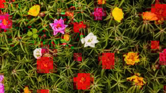 15 Tanaman Tahan Panas yang Cocok untuk Rumah Tropis, Tetap Segar di Cuaca Terik