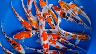 5.000 Kg Cabai/Hari untuk Ikan! Peternak China Klaim Dagingnya Jadi Super Enak