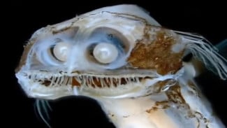 Mengupas Misteri Ikan Teleskop Laut Dalam Bermata Raksasa