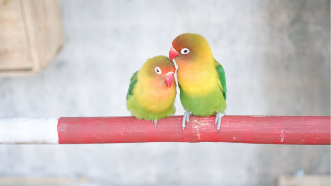 5 Jenis Burung Lovebird Petarung Terbaik dengan Kicauan Merdu dan Warna Cantik