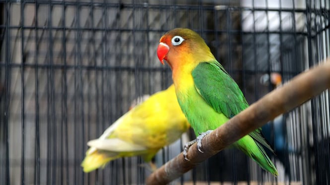 Yuk Kenalan dengan 5 Jenis Burung Lovebird yang Harganya Bikin Melongo!