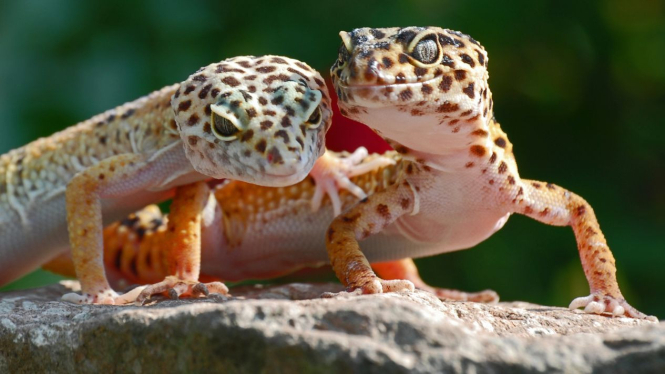 3 Jenis Gecko Paling Populer dan Aman untuk Dipelihara di Rumah