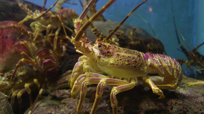 Tips Sukses Budidaya Lobster Air Tawar untuk Usaha Menguntungkan dan Menghindari Kebangkrutan