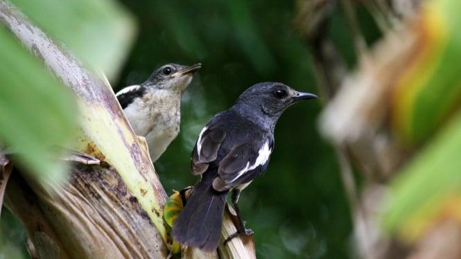 10 Langkah Mudah Agar Burung Murai Batu Cepat Gacor