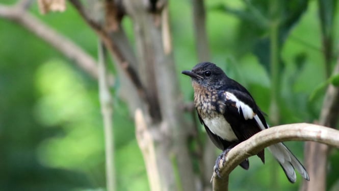 8 Cara Jitu Merawat Burung Murai Agar Gacor untuk Lomba Kicau, Jangan Sampai Salah!