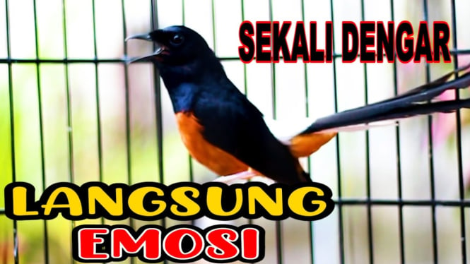 10 Cara Setting Burung Murai Batu Cepat Gacor!