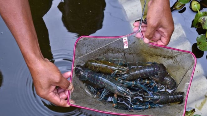 Potensi Cuan Tahun 2025 dengan Usaha Lobster Air Tawar di Rumah