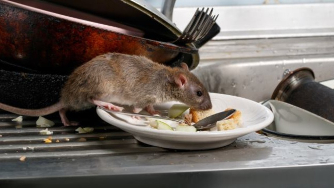 9 Tanaman Pengusir Tikus Paling Ampuh, Rumah Bebas Hama Secara Alami!
