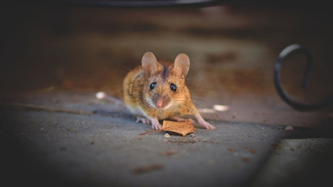 Ilustrasi Tikus