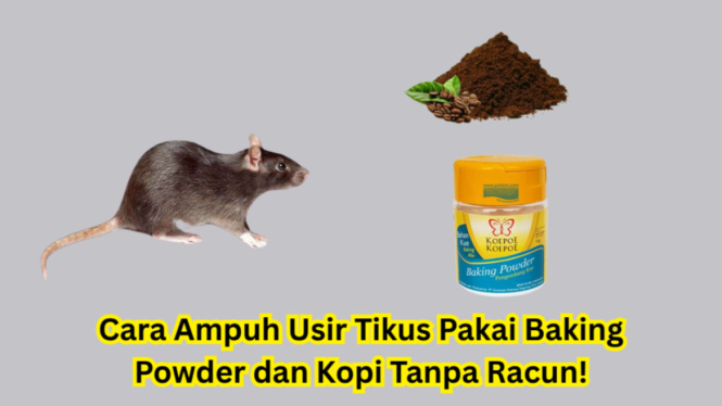 Cara Ampuh Usir Tikus Pakai Baking Powder dan Kopi Tanpa Racun!
