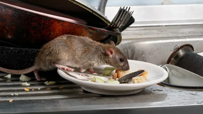 Rahasia Mudah Usir Tikus dengan Bahan Dapur yang Ada di Rumah