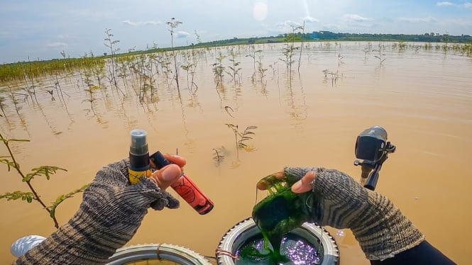 Rahasia Umpan Lumut