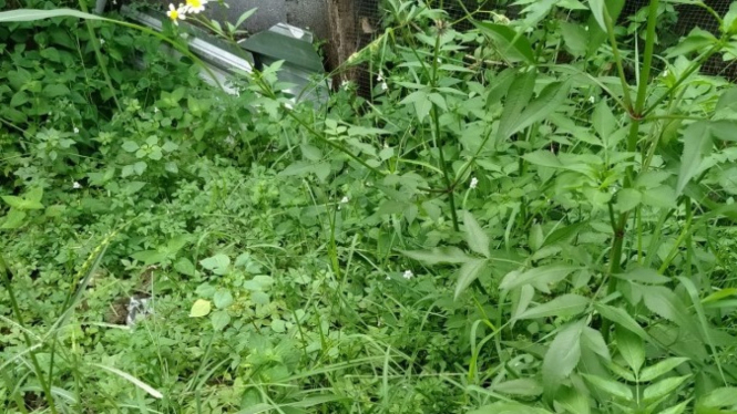 Basmi Rumput Liar Sampai ke Akar dengan Cairan Ini, Efeknya Dahsyat!