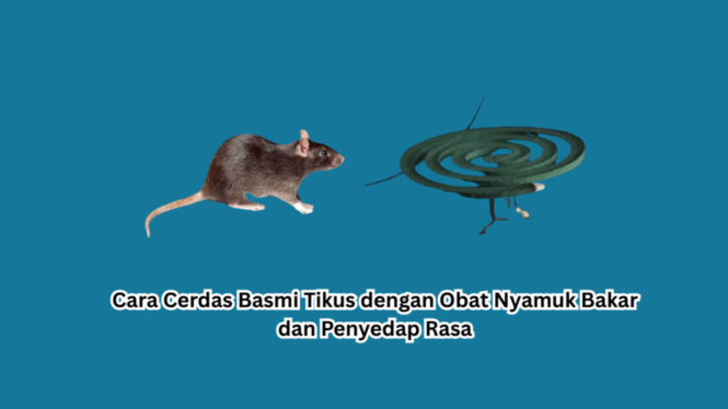 Cara Cerdas Basmi Tikus dengan Obat Nyamuk Bakar dan Penyedap Rasa