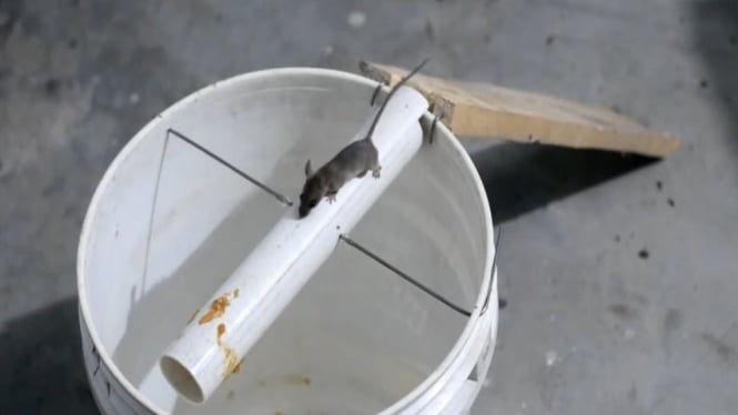 Tutorial Mudah Buat Perangkap Tikus Sendiri dari Paralon Bekas!
