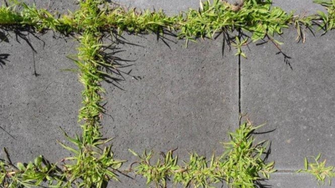 Cuma Pakai Garam dan Cuka, Rumput Liar Bisa Mati Sampai ke Akarnya!
