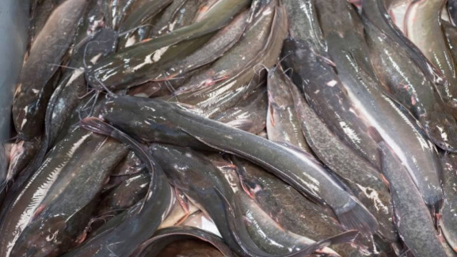 Budi Daya Ikan Lele