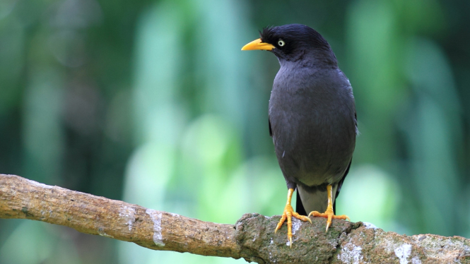 Burung Jalak Kebo