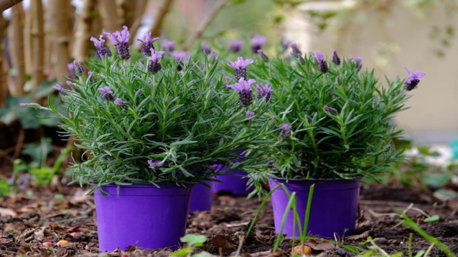 Lavender: Harum yang Menjauhkan Nyamuk