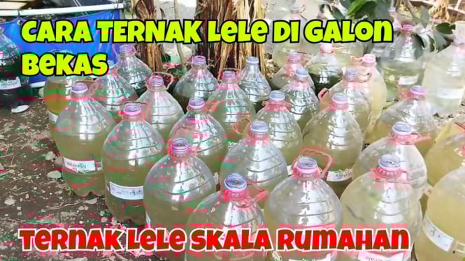 Budidaya Lele di Galon