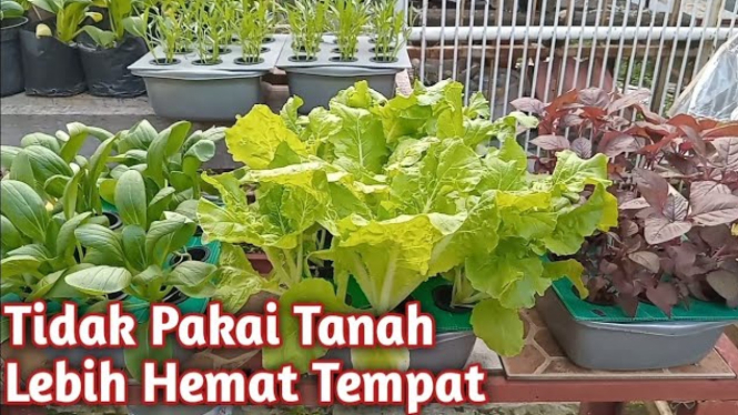 Hidroponik di Rumah